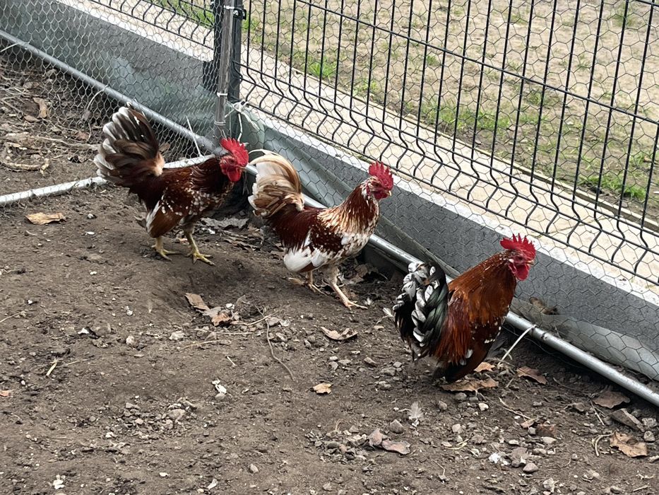 Koguciki liliputki mini sprzedam