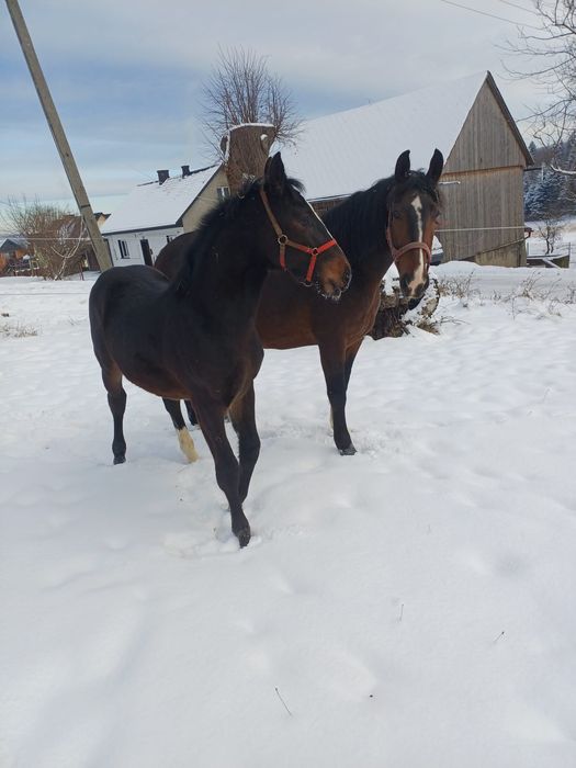 Źrebak Śląski odsadek