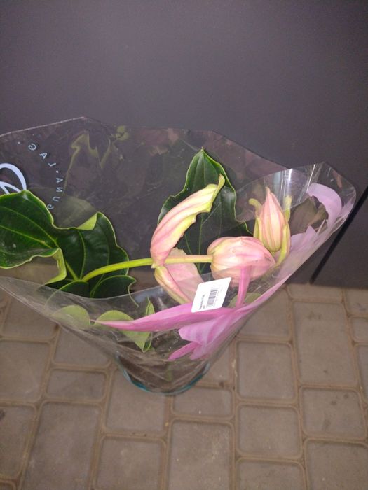 Медінілла цвітуча і незвичайна