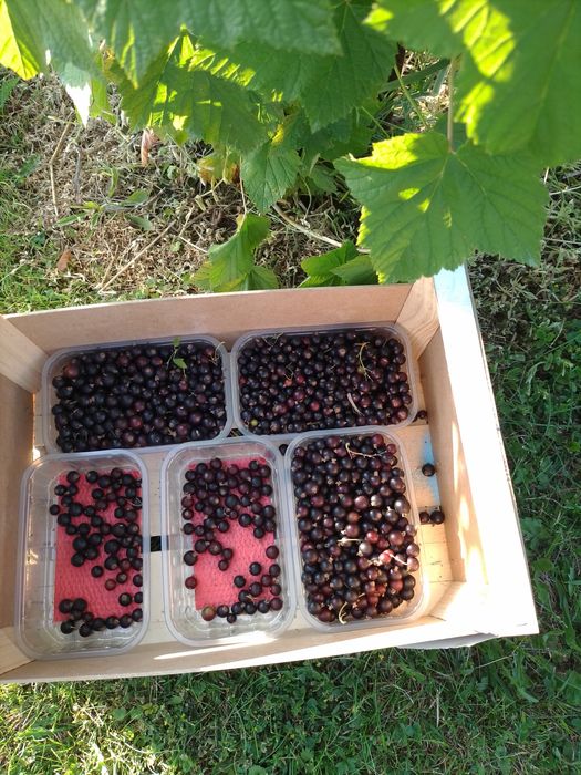 sok z malin oraz owoce maliny