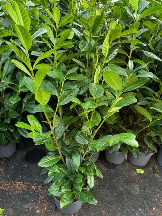 Laurowisnia Novita 90 cm.Etna Elly 3 litry donica