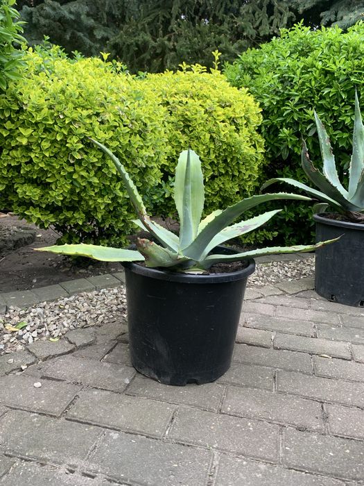 Agawa ogrodowa, piękna, duża