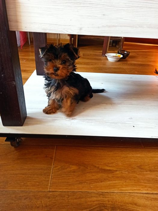 Йоркширский терьер щенки.