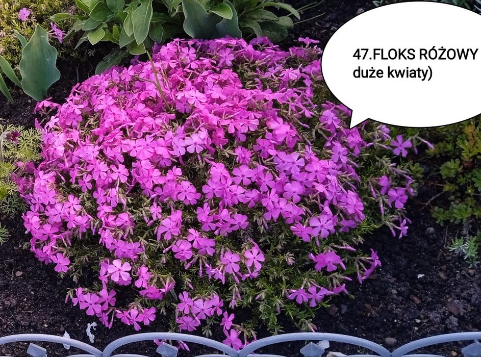 Byliny,Kwiaty wieloletnie skalniak ,rabaty