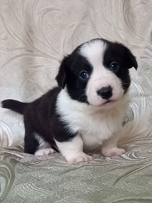 Познакомимся ?   Хлопчик   корги  кардиган !