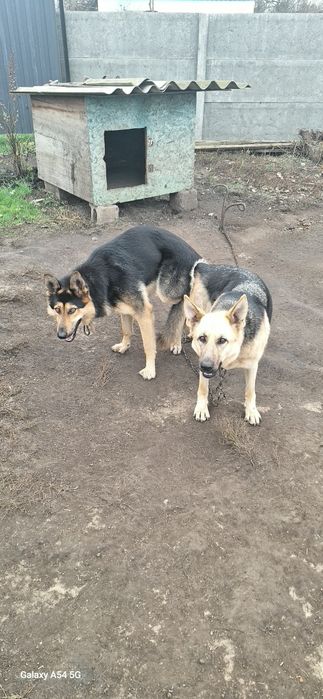 Продам щенков Восточно Европейской Овчарка