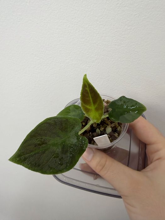 Alocasia Antoro Velvet