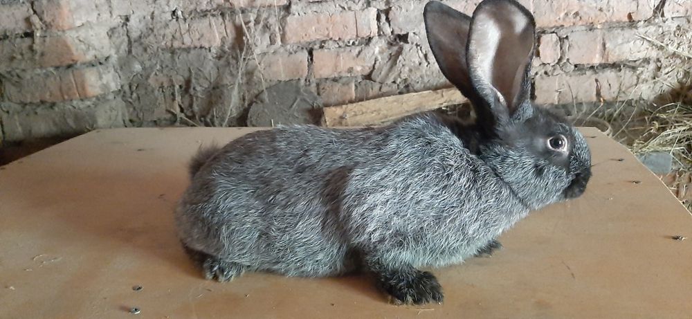 Полтавське срібло