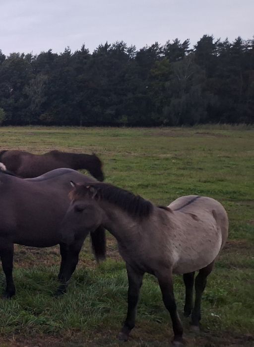 Konik polski źrebak