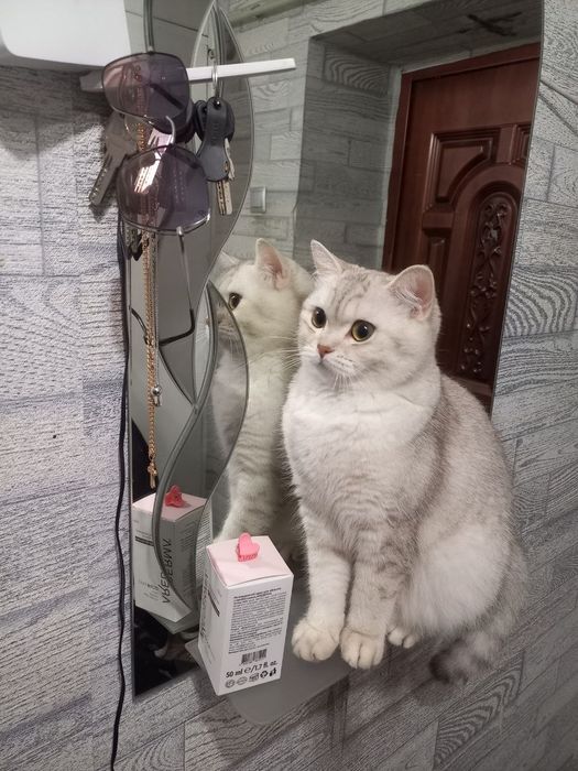 Британські кошенята дівчатка