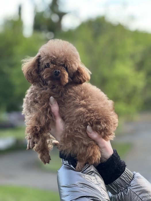 ТойПудель-тікап-шукає наречену