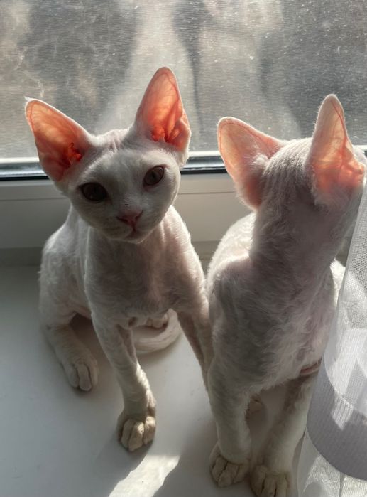 Девон рекс кошенята