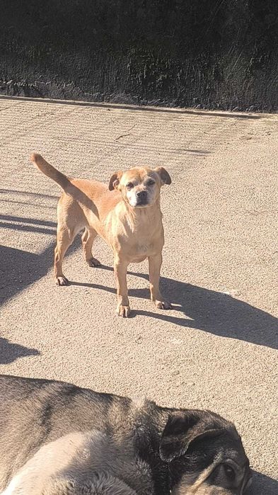 Cadelinha de porte pequeno para adopção