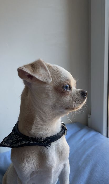 В’язка (чихуахуа, хлопчик) 1,7