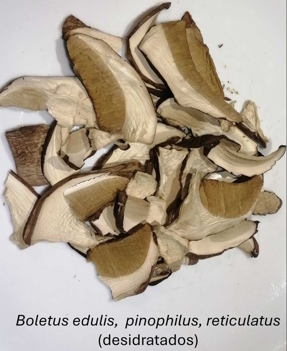 Cogumelos silvestres desidratados