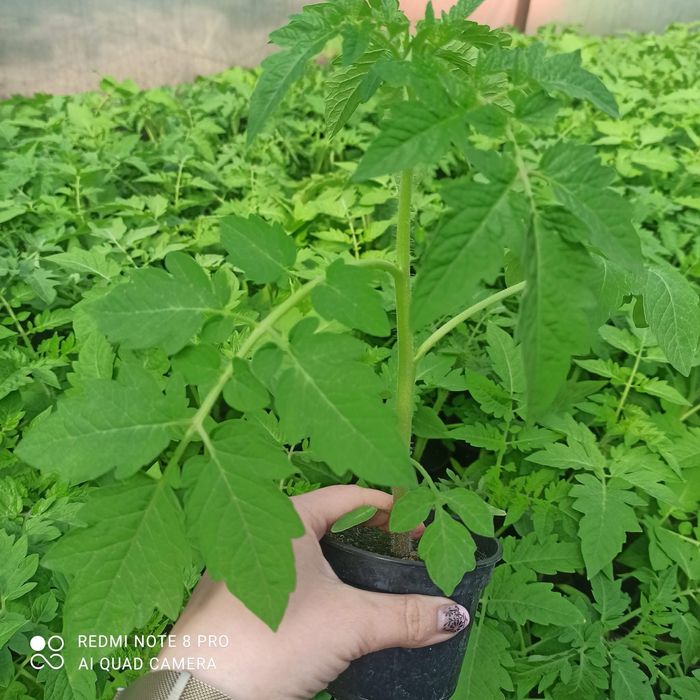 Rozsada por seler pomidor ogórek papryką