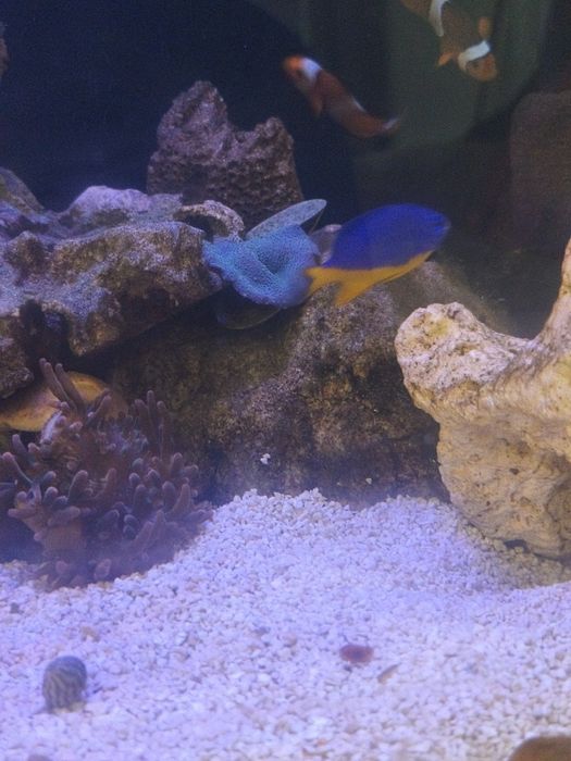 Peixe donzela sa