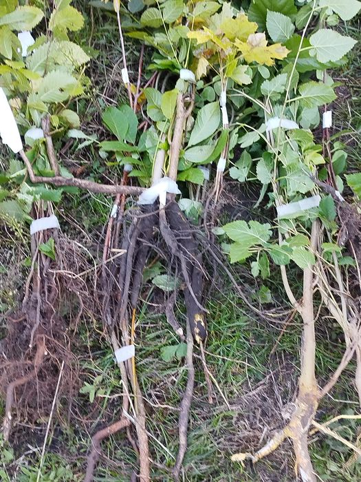 Продам саджанці плодових і декор.дерев