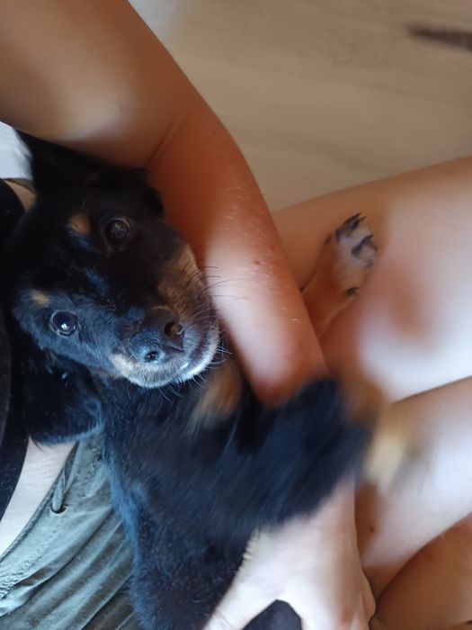 Percy procura uma família