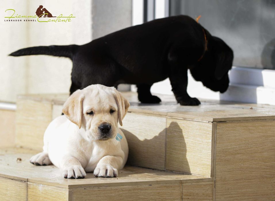 Цуценя лабрадора для виставок та сім'ї