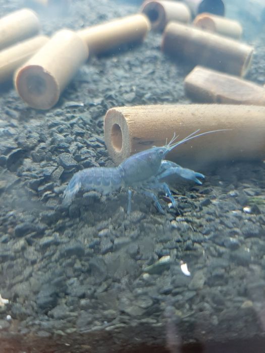 Голубые раки/карликовые раки/мексиканский голубой рак