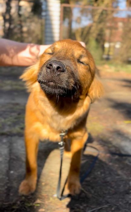 Szczeniak do adopcji