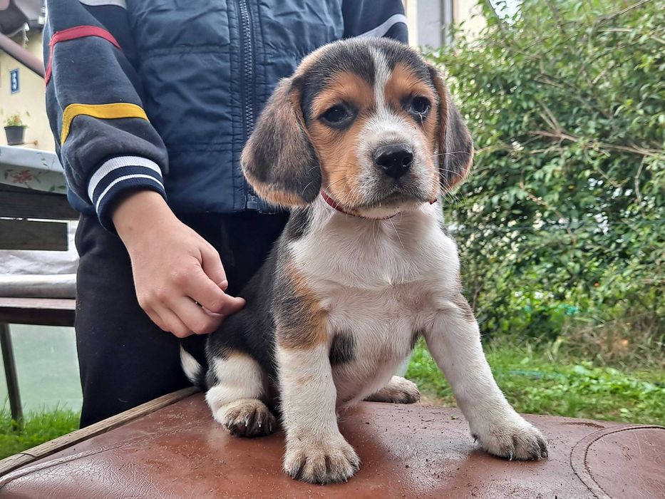 Psy rasowe beagle