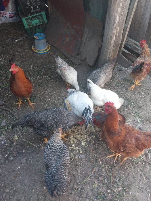 Продам молодих півників