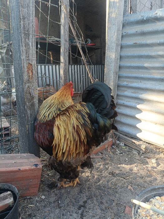 Dois Galos Brahma Perdiz
