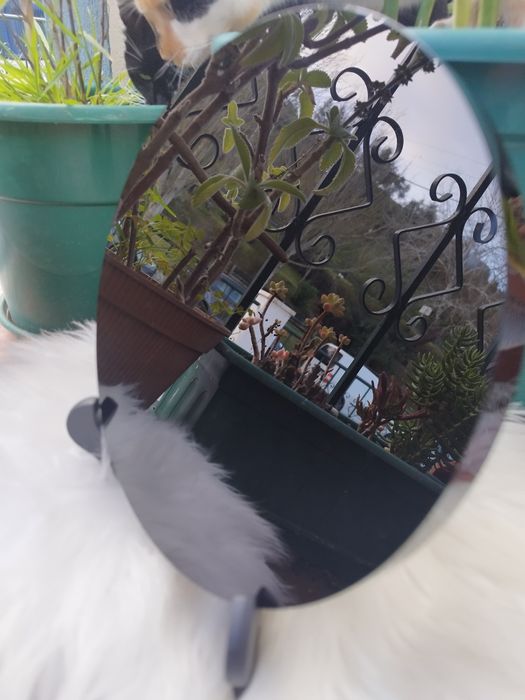 Espelho de Obsidiana Espelho da Bruxa