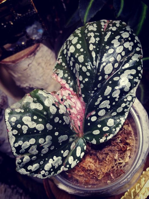 Begonia  Capped Variegata｜ベゴニア Begonia 'Snow Capped' Variegated (wk19-K) – Rare Plant Fairy