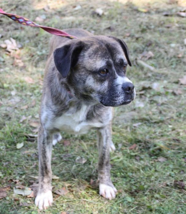 Pies Boguś, oddam psa, psy do adopcji