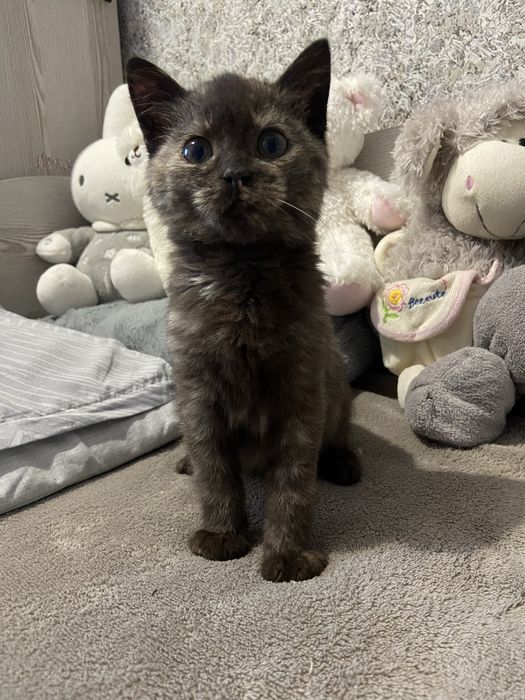 ТЕРМІНОВО! Кошенята в добрі руки