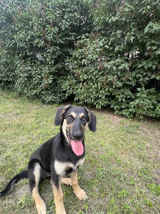 Czuła, delikatna, przyjacielska Molly jeszcze szczeniak