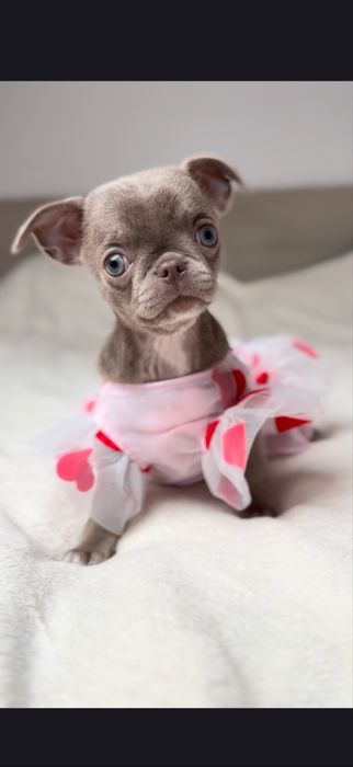 Liliowa suczka chihuahua mini