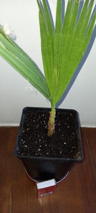 Продам пальму Вашингтонія нітчата