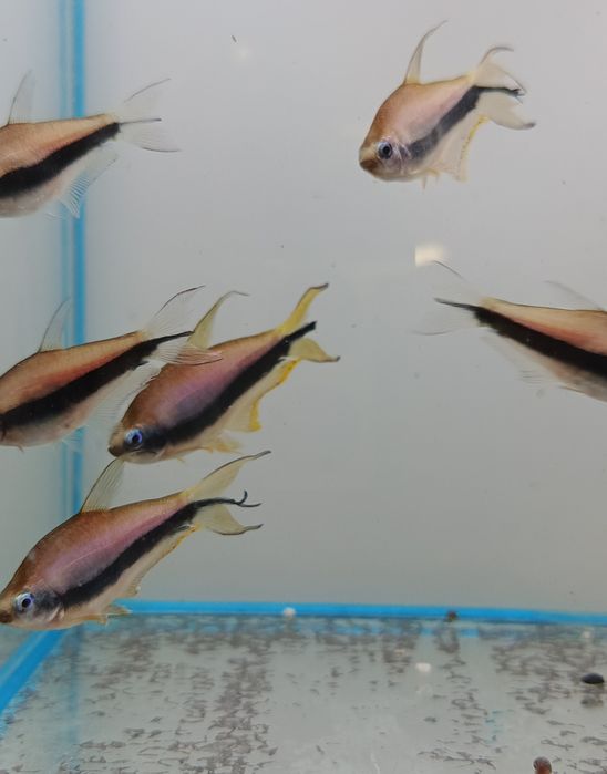 Tetra cesarska ładna