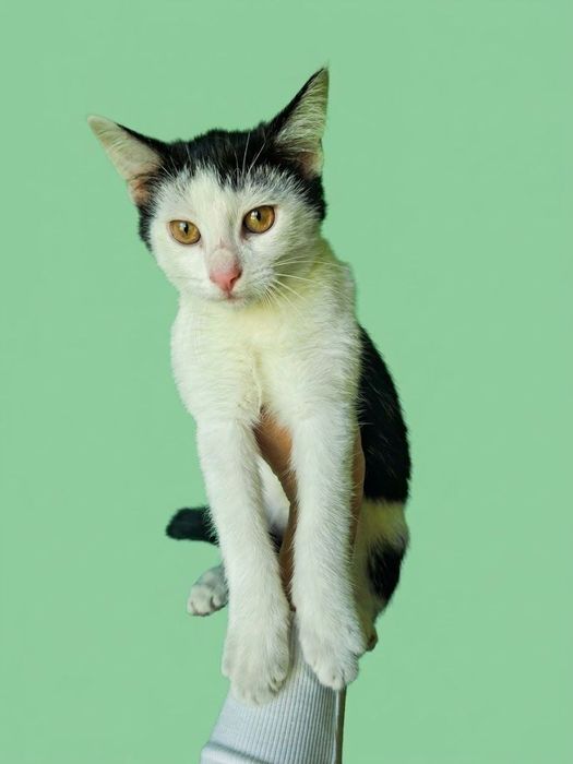 Муркотун (3 месяца от роду)