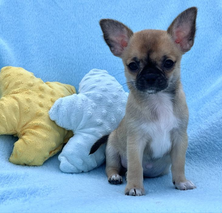 Chihuahua Macho disponivel