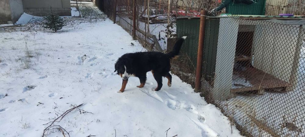 Вязка бернского зенненхунда