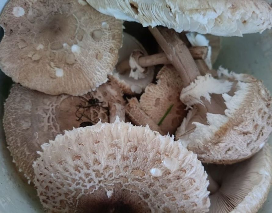 Grzyby kanie - suszone kapelusze