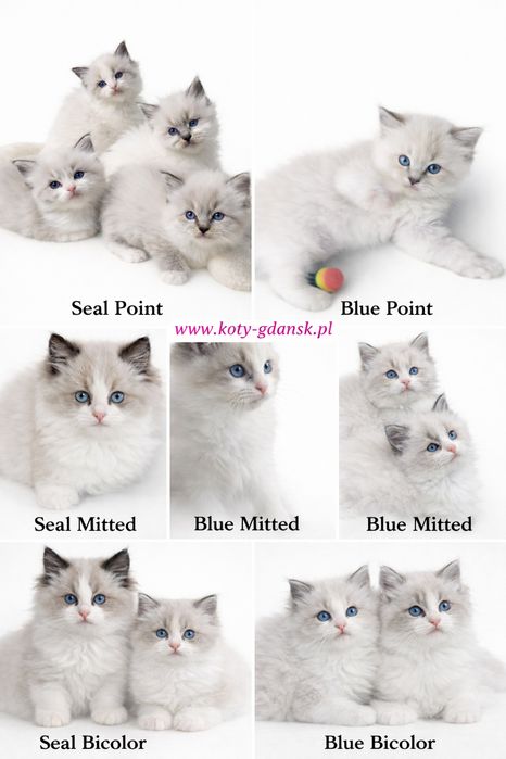 Rag.WCF/PZF.PROFESJONALNA hodowla+badania Genetyczne+10kg karmy,kuweta