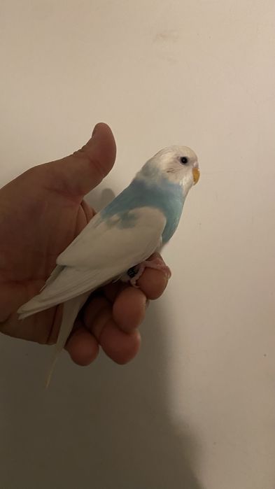 Fantastico Periquito domesticado - baixa de preço