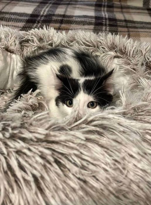Котик. 2 місяці. Чудовий