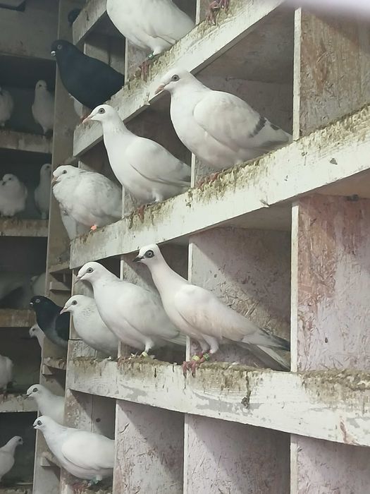 Sprzedam gołębie jasne