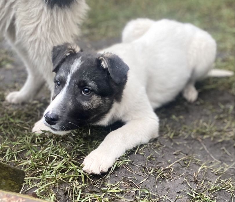 Хлопчик вік 3,5 місяці, буде крупним
