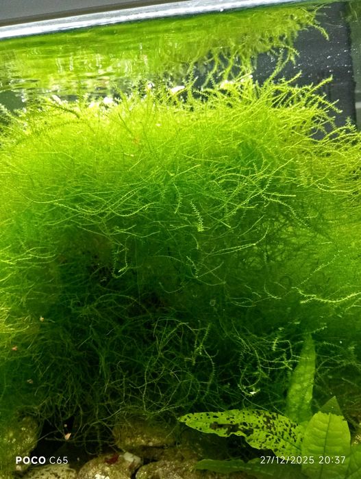 Musgo de java vendo ou troco por peixes