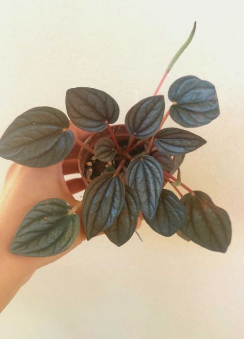 Planta Peperomia
