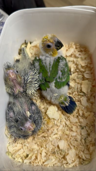 Aratinga Jandaya para terminar de criar a mao