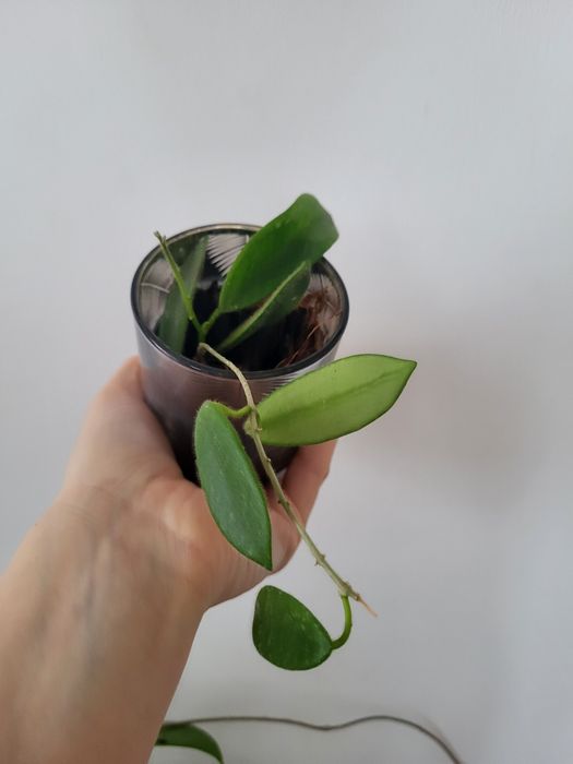 Hoya thomsonii ukorzeniona